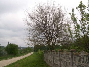 100_2499.JPG