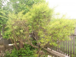 100_2497.JPG