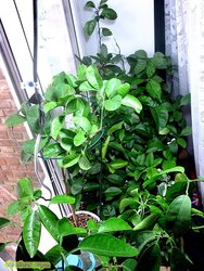 IMG_1393.JPG (20.61 КБ) 16405 просмотров IMG_1393.JPG