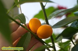malayan kumquat_1.jpg