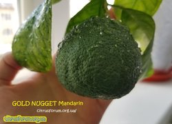 gold nugget mandarin.jpg