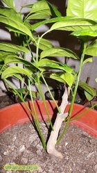 2.JPG (15.25 КБ) 7145 просмотров 2.JPG