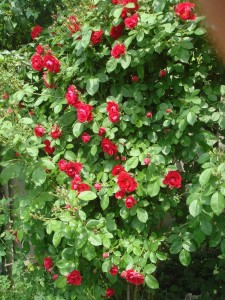 DSC05599.JPG
