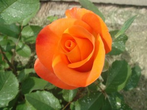 DSC05600.JPG