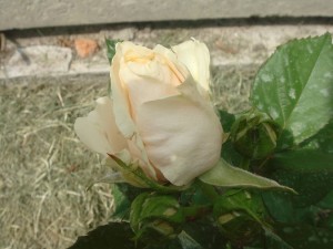 DSC05601.JPG