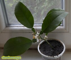 IMG_PixelCam_Plus_20200520_153524.jpg