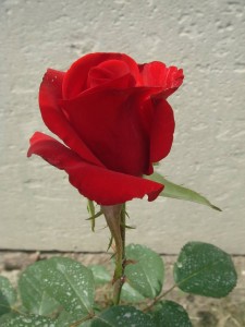 DSC05602.JPG