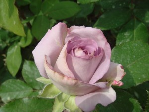 DSC05605.JPG