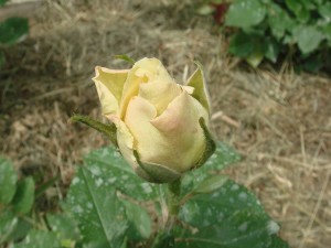 DSC05606.JPG