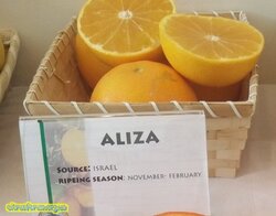 aliza1.jpg