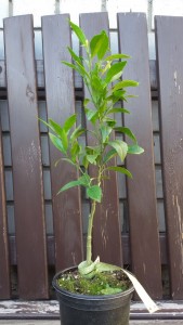 20150607_073810.jpg