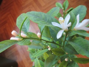 IMG_0385.JPG