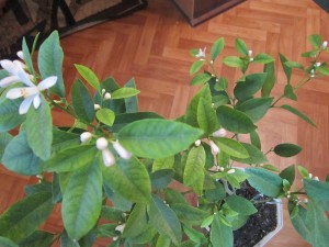 IMG_0387.JPG