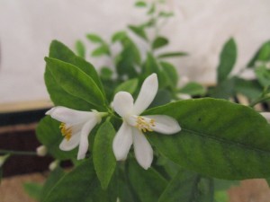 IMG_0381.JPG