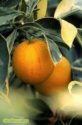 sweet-orange-citrus-sinensis-foliis-variegatis,2036011.jpg