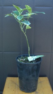DSCN93301.JPG
