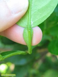 Page_IMG_4930.jpg