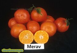 Merav 11.jpg