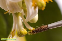 lemon-hand-pollination.jpg