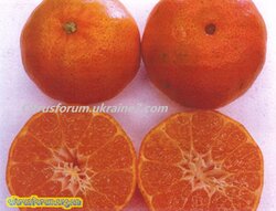 Roe-Tangerine.jpg