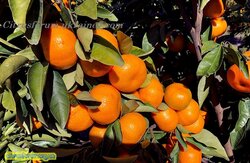 ANFIC-Nectar-seedless-mandarin.jpg