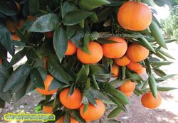 Etna mandarine.jpg