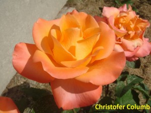 Christofer Columb.JPG
