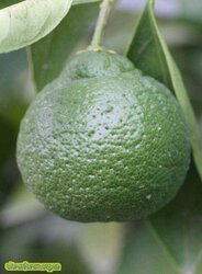 Owari_IMG_2038.jpg