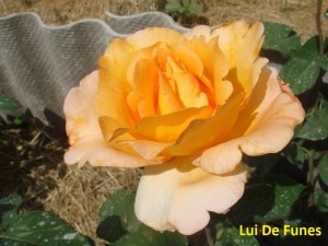 Lui De Funes.JPG