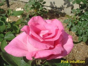 Pink Intuition.JPG