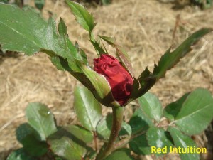 Red Intuition.JPG