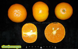 Sunshine spring.jpg (186.45 КБ) 2158 просмотров Sunshine spring.jpg