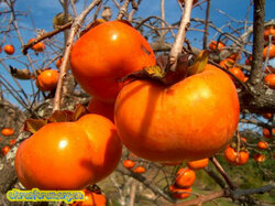 kaki-sau-piersica-japoneza-un-fruct-cu-beneficiile-nebanuite-pe-timpul-iernii-18522779.jpg