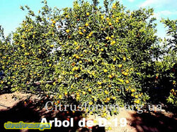 variedades_citricos_fig43.jpg