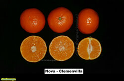 NOVA clemenvilla.jpg