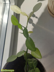 IMG_20220508_151734.jpg (11.03 КБ) 7515 просмотров IMG_20220508_151734.jpg