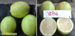 Verna lemon 1.jpeg