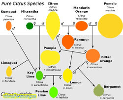 Приклади гібридних цитрусових , що показують їхнє походження від чистого виду засновника.jpg