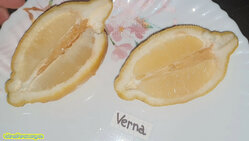 Verna lemon (1).jpg