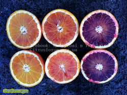 VIG5.jpg (83.82 КБ) 9793 просмотра VIG5.jpg