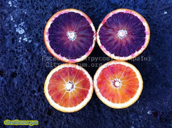 VIG3.jpg (79.35 КБ) 9793 просмотра VIG3.jpg