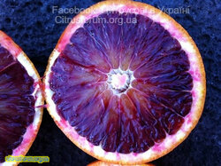 VIG4.jpg (23.33 КБ) 9793 просмотра VIG4.jpg