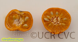 CitrussunkimandarinCRC3143004.jpg