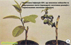 інфекція CEV.jpg