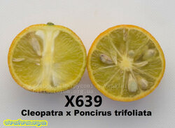 X639CleopatramandarinxtrifoliatehybridCRC3957012.jpg