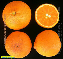 USDA 1-105-106 mandarine.jpg