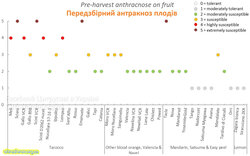 Передзбірний антракноз плодів.jpg