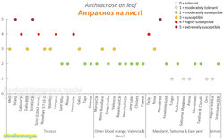 Антракноз на листі.jpg