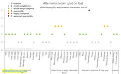 Альтернаріоз коричнева плямистість на листі.jpg