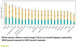 Об’єм пологу «Glenn» navel orange F-56-11 на кожній підщепі, оцінений у 2020 (зелені смужки) та 2021 (коричневі смужки)..jpg (12.82 КБ) 5774 просмотра Об’єм пологу «Glenn» navel orange F-56-11 на кожній підщепі, оцінений у 2020 (зелені смужки) та 2021 (коричневі смужки)..jpg